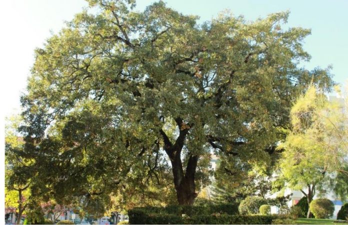 quercus