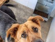 Tenda do Mercado recebe Campanha de adoção no domingo