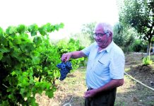 Entre tesouras, uvas e histórias, a tradição da vindima voltou a cumprir-se na Quinta do senhor Souto